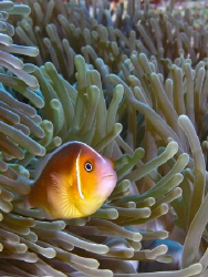 A Rowley Shoals local.
This is an older image I took wit... by Mick Tait 